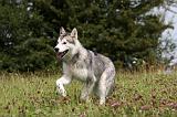 ALASKAN MALAMUTE 722